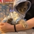 British Shorthair ve Tekir melezi Bebi Ömürlük Yuvasını arıyor! fotoğraf