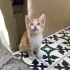 AŞIRI EVCİL. SAĞLIKLI. ÜCRETSİZ. 5 HAFTALIK. 5373884388 fotoğraf