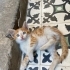 AŞIRI EVCİL. SAĞLIKLI. ÜCRETSİZ. 5 HAFTALIK. 5373884388 fotoğraf
