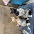 AŞIRI EVCİL. SAĞLIKLI. ÜCRETSİZ. 5 HAFTALIK. 5373884388 fotoğraf