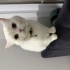 Sakin ve çok tatlı fotoğraf