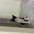 Fiko için ömürlük yuva arıyoruz fotoğraf