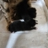 Amne ve bebek kedilerimize Geçici yada kalıcı yuva fotoğraf