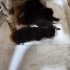 Amne ve bebek kedilerimize Geçici yada kalıcı yuva fotoğraf