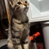 4 aylık kadife tüylü bi bebek fotoğraf