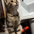 4 aylık kadife tüylü bi bebek fotoğraf