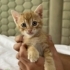 Beylikdüzü - İstanbul Erkek Yavru Tekir Kedi fotoğraf