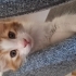 Meraklı Sarmanımızın Geçici veya Kalıcı Ailesi Olur Musunuz? fotoğraf
