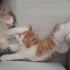 Meraklı Sarmanımızın Geçici veya Kalıcı Ailesi Olur Musunuz? fotoğraf