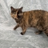 Torti Desenli İnanılmaz Sevimli Dişi British fotoğraf