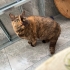 Torti Desenli İnanılmaz Sevimli Dişi British fotoğraf