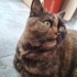 Torti Desenli İnanılmaz Sevimli Dişi British fotoğraf