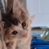 Yuva Arayan Bir Calico (Patiska) Kedisiyim fotoğraf