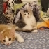 Yuva Arayan Bir Calico (Patiska) Kedisiyim fotoğraf