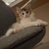 Yuva Arayan Bir Calico (Patiska) Kedisiyim fotoğraf