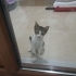 ÜCRETSİZ SON DERECE İNSANCANLISI KEDİMİZE YUVA İLANI fotoğraf