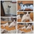 ÜCRETSİZ SON DERECE İNSANCANLISI KEDİMİZE YUVA İLANI fotoğraf