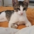 ÜCRETSİZ SONDERECE İNSANCANLISI KEDIMIZE YUVA İLANI fotoğraf