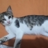 ÜCRETSİZ SONDERECE İNSANCANLISI KEDIMIZE YUVA İLANI fotoğraf