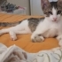 ÜCRETSİZ SONDERECE İNSANCANLISI KEDIMIZE YUVA İLANI fotoğraf