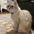 Sokağa terkedilmiş British longhair fotoğraf