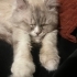 Sokağa terkedilmiş British longhair fotoğraf