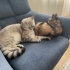 Luffy ve Şita Beraber Büyüyen Kedilerimize Yuva Arıyoruz fotoğraf