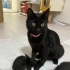 Boynunda tasmasıyla sokağa atılmış. O kadar uysal o kadar sevecen bir kedi ki fotoğraf