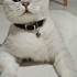 Kısır Erkek kedi fotoğraf