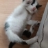 Minik savaşçı acil yuva arıyor fotoğraf