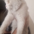 Yuvama Yeni Bir Hayat Dokunuşu Arıyorum 🐾 fotoğraf