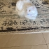 Yuvama Yeni Bir Hayat Dokunuşu Arıyorum 🐾 fotoğraf
