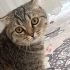 Oynak güzel tatlı ev kedisi fotoğraf