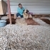 4 yaşında dişi, kısır. Çok cana yakın. fotoğraf