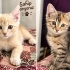 Sahiplenmek İçin 2 Tatlı Yavru Kedİ2 fotoğraf