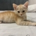 Sahiplenmek İçin 2 Tatlı Yavru Kedİ2 fotoğraf