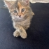 Sahiplenmek İçin 2 Tatlı Yavru Kedİ2 fotoğraf