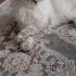 Scottish Fold Longhair. Kısır uysal yumoş fotoğraf