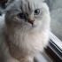 Scottish Fold Longhair. Kısır uysal yumoş fotoğraf
