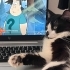 erkek kedi 1 yaşında ömürlük sahibini arıyor fotoğraf