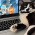 erkek kedi 1 yaşında ömürlük sahibini arıyor fotoğraf