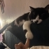 erkek kedi 1 yaşında ömürlük sahibini arıyor fotoğraf