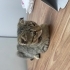 Scottish fold kırması yavrumu sahiplendiriyorum fotoğraf