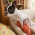 Fransız Bulldog ÜCRETSİZ ÖMÜRLÜK YUVA ARIYORUZ fotoğraf
