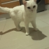 Leyli için yuva fotoğraf