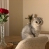 Çok tatlı sevecen cana yakın bir dost fotoğraf