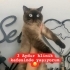 Eşyalarıyla sokağa attılar 😔 fotoğraf