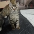 1.5 aylık insan delisi oğlumuz yuva ariyor fotoğraf