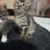 1.5 aylık insan delisi oğlumuz yuva ariyor fotoğraf