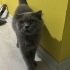 ACİL MASUM USLU BRITISH KEDİ DUMAN ÜCRETSİZ SAHİPLENDİRME fotoğraf